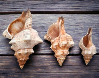 FOXHEAD Spiral Shell - Fasciolaria Trapezium- Big Seashell / Natural Shell Ornament / Air Plant Shell / Coastal Style Shell Decor