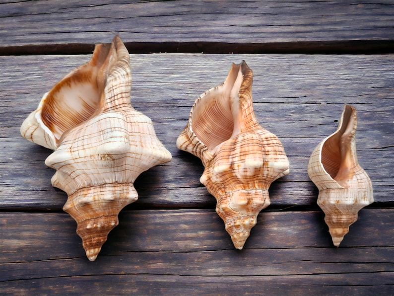 FOXHEAD Spiral Shell Fasciolaria Trapezium Big Seashell / Natural Shell Ornament / Air Plant Shell / Coastal Style Shell Decor image 1