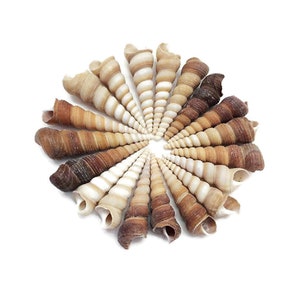 Brown Turritella Seashells (20 PC) - Screw Shells - Seashell Supply - Auger Seashells for Crafts & Art  -  Coastal Home Decor - Beach Decor