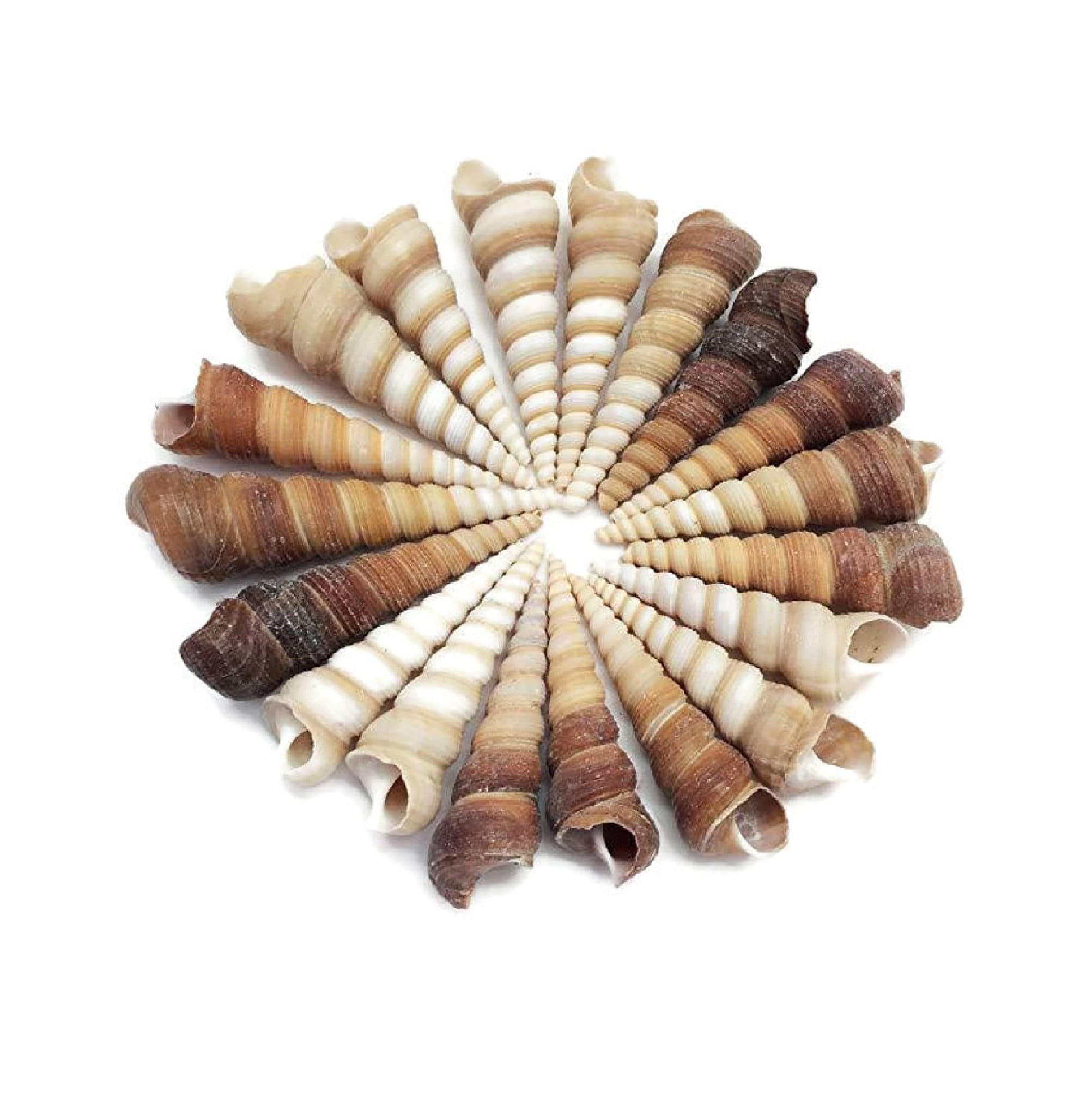 Brown Turritella Seashells (20 PC) - Screw Shells - Seashell Supply - Auger Seashells  for Crafts & Art - Coastal Home Decor - Beach Decor