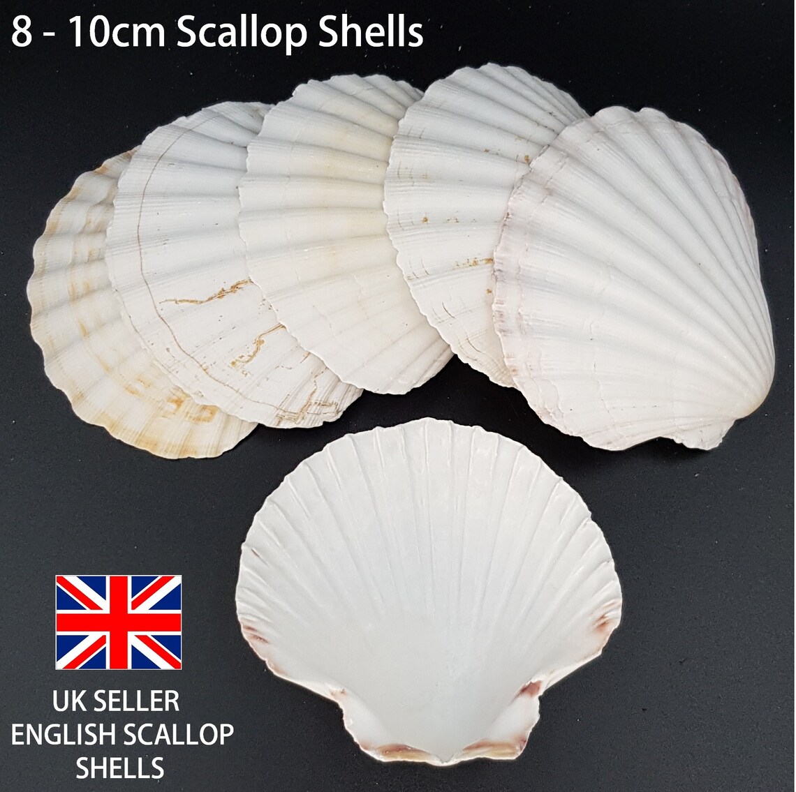 UK Scallop Sea Shells 810cm Natural White Cleaned/Washed Etsy