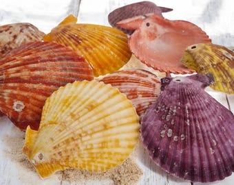 Pre-Drilled Small Scallop Shells | Pecten Scallops | Small Craft Seashells for DIY Projects | Craft Supplies | With 3mm Hole