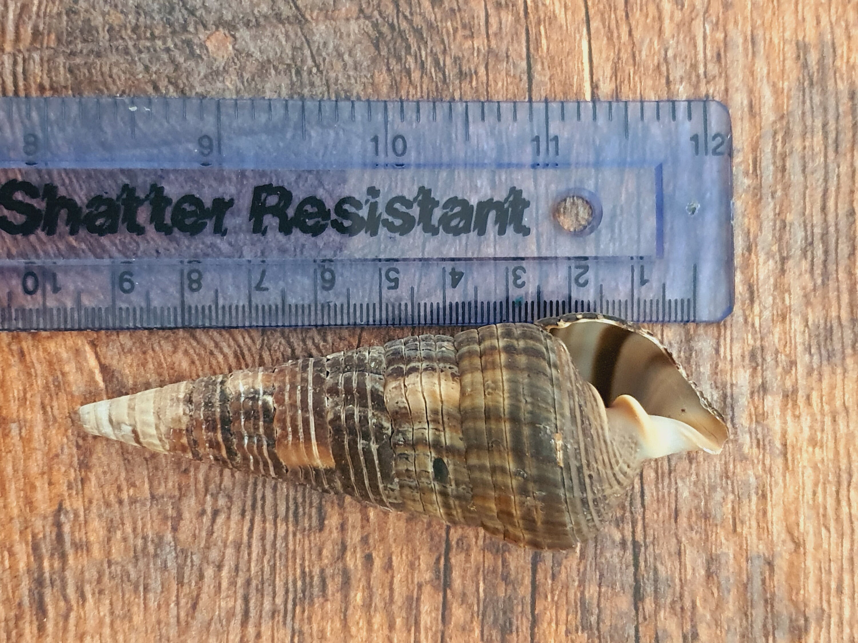 Conch Seashells 5-9cm Sea Shell Coastal Home Accent Beach Shells 2022 Trend