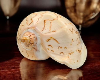 Nobilis Voluta | Noble Volute Shell | 5-5-1/2 inches | Large Collectable Vintage 1980s Polished Sea Shell | Excellent Condition (1 Shell)