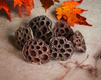 Dried Lotus Pods - Dried Lotus Seed Heads, Organic Floral Display, Rustic and Versatile Lotus Pods for Wreath Making / Crafts - 7-9cm across