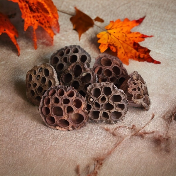 Dried Lotus Pods - Dried Lotus Seed Heads, Organic Floral Display, Rustic and Versatile Lotus Pods for Wreath Making / Crafts - 7-9cm across
