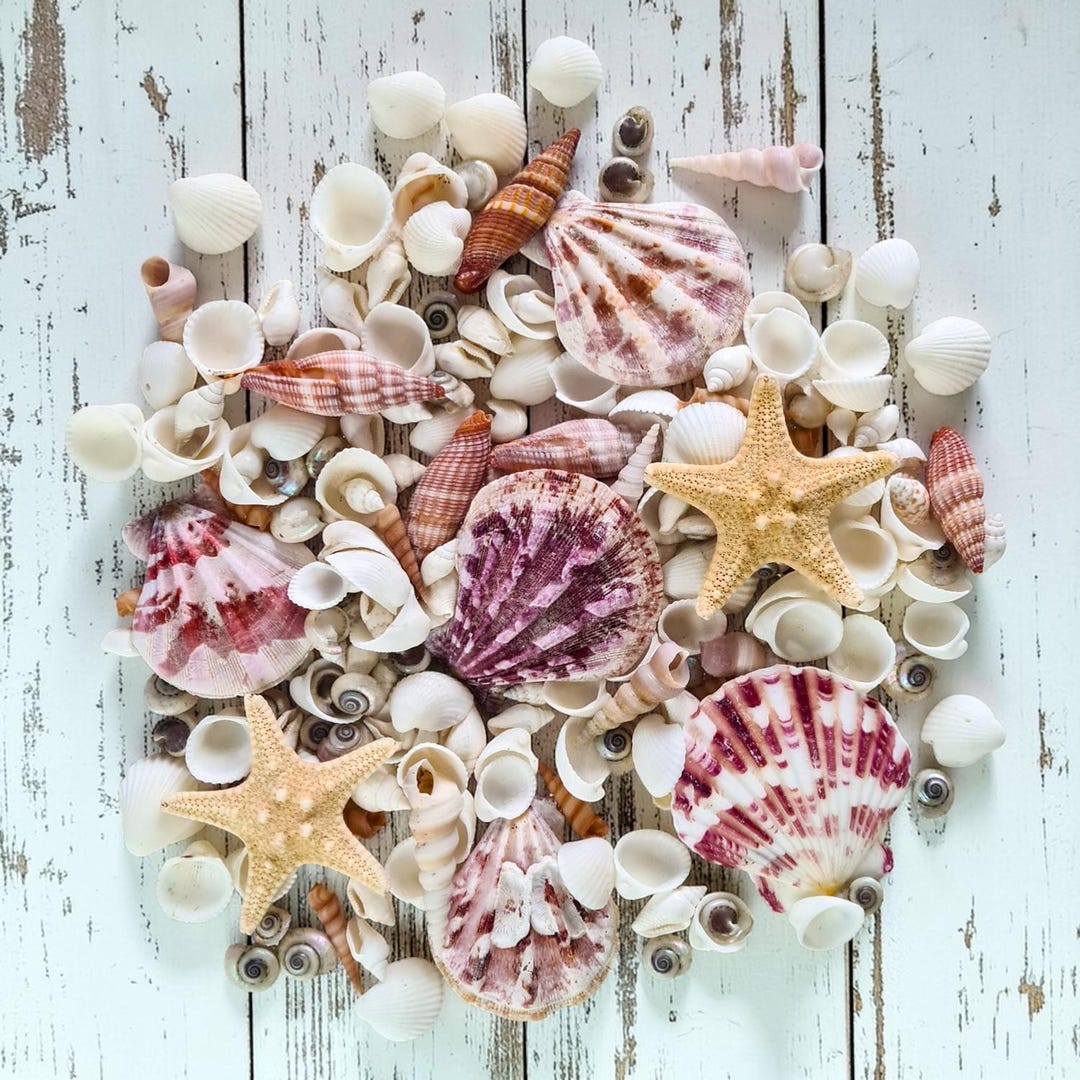 Pretty Little Shells Pretty Mixed Pink & White Shells / Natural Small Shells and Starfish ...
