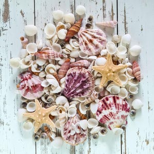 Pretty Mixed Pink & White Shells / Natural Small Shells and Starfish / 100g of Craft Shells / Beach Shells / Wedding Shells / Terrarium