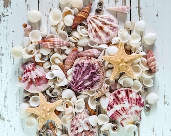 Pretty Mixed Pink & White Shells / Natural Small Shells and Starfish / 100g of Craft Shells / Beach Shells / Wedding Shells / Terrarium