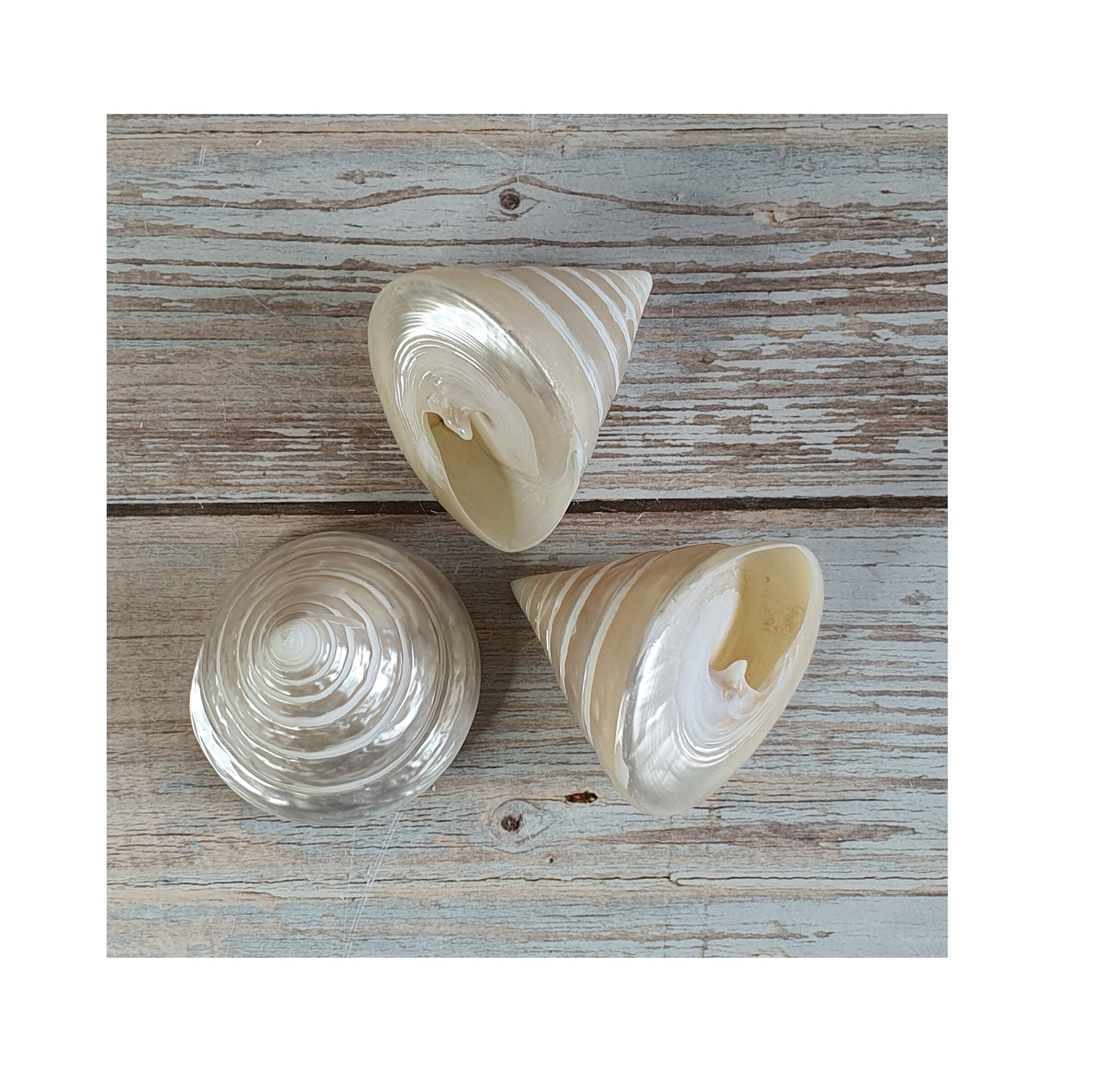 seashell　4枚 SEASHELL Spiral Silver Shell Polished TROCHA / 6-7cm