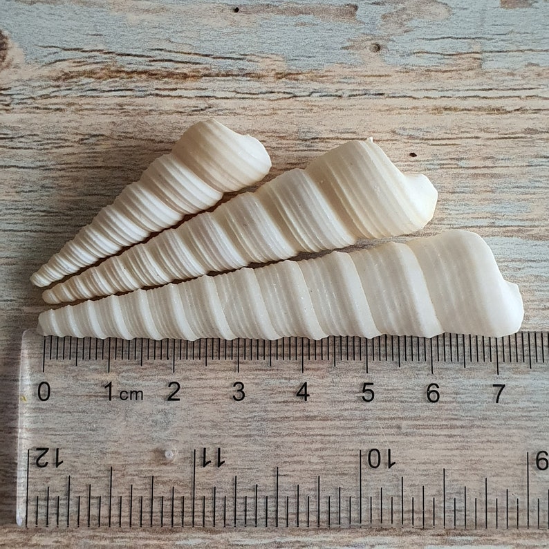 White Screw Shells 3-8cm Unicorn Horns Spiral Shell Beach Wedding Seashells Terrarium Craft Collage Shells Floral Ocean Christmas Crafts image 4