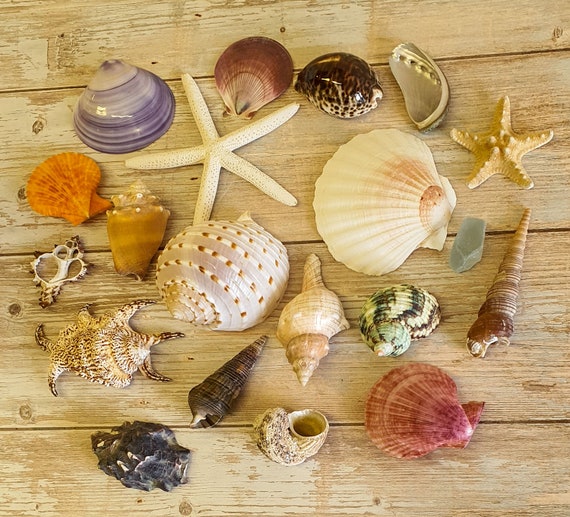 Large Beautiful Seashells Sea Shells Best Value & Price FREE Ship! US  Seller!