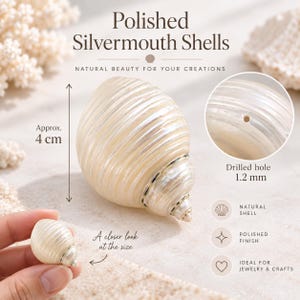 May include: Polished Silvermouth shells with a pearlescent finish. The shells feature a spiral shape and a drilled hole measuring 1.2 mm. One shell is shown with a height of approximately 4 cm. The text reads Polished Silvermouth Shells.