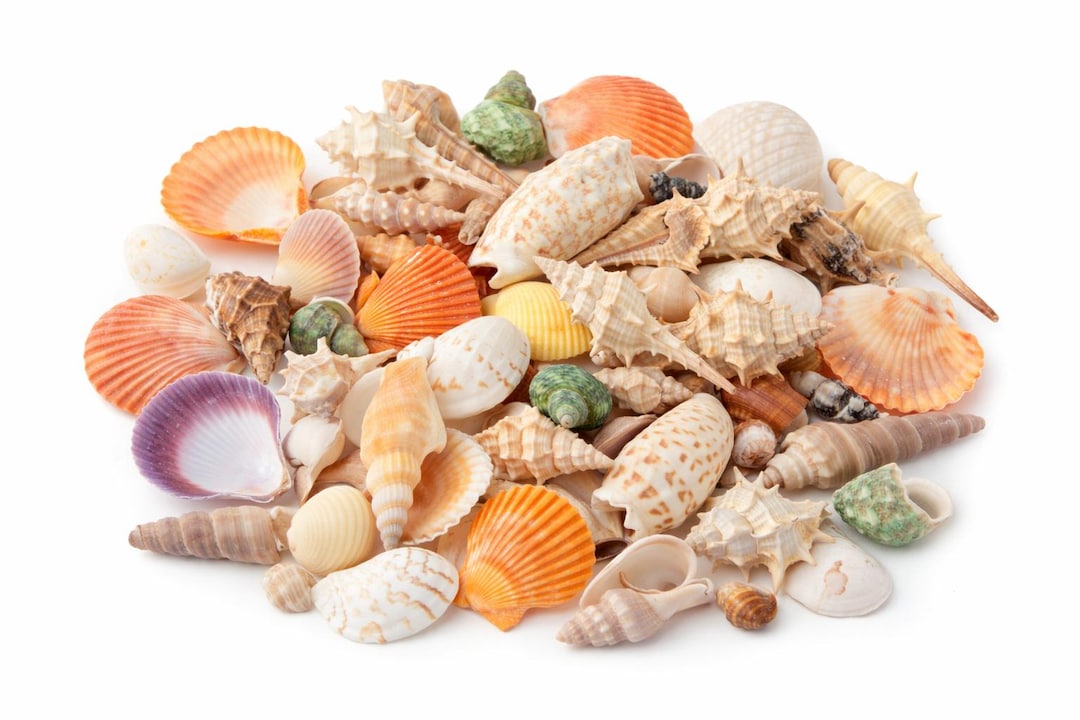 Mixed Sea Shells Bulk Pack – 50, 80 or 100 Natural Assorted Shells for ...