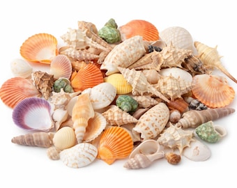 Mixed Sea Shells Bulk Pack – 50, 80 or 100 Natural Assorted Shells for Crafts, Beach Wedding Decor, Coastal Decor, School Supplies