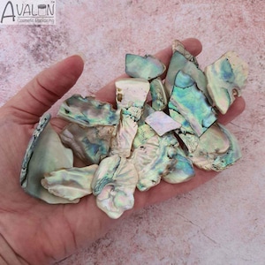 May include: A collection of iridescent abalone shell pieces in various shapes and sizes. The shells have a pearly white base with green, blue, and purple iridescent hues.