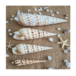 Terebra Maculata / Marlin Spike / Auger Shells / Spikes Long Spiral Speckled Seashell / Arts and Crafts / Seashell Supplies / Coastal Decor