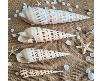 Terebra Maculata / Marlin Spike / Auger Shells / Spikes Long Spiral Speckled Seashell / Arts and Crafts / Seashell Supplies / Coastal Decor