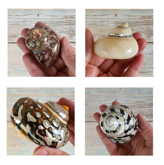 Beach Theme Decorating Seashells  Decorating Ideas Seashells - 100g Mixed  Ocean Sea - Aliexpress