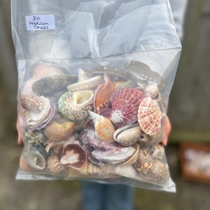 Bulk Pack 80 Mixed Seashells 3-10cm – Natural Craft Shells for Schools ...