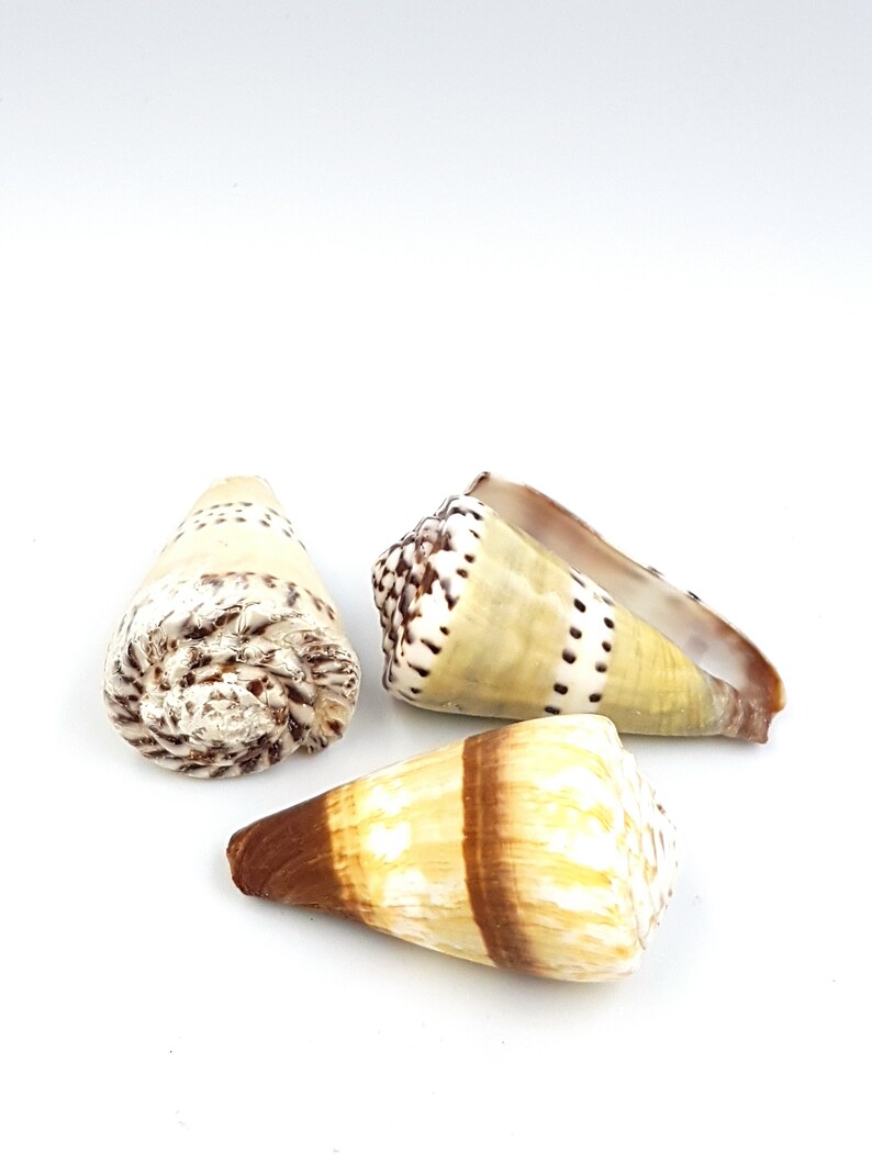 Cone Sea Shell Cleaned Unpolished in packs of 13 shells Etsy
