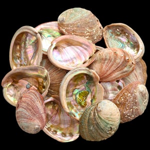 Atacado de 1/2 libra - 1 libra de conchas de abalone rosa, decoração de praia costeira com conchas, conchas de abalone polidas, conchas marinhas 100% naturais/conchas a granel.