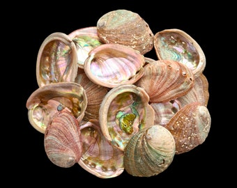 Hurtowa sprzedaż różowych muszli abalone od 1/2 funta do 1 funta, ozdoby z muszli na plażę, polerowane muszle abalone, 100% naturalne muszle/hurtowe muszle.