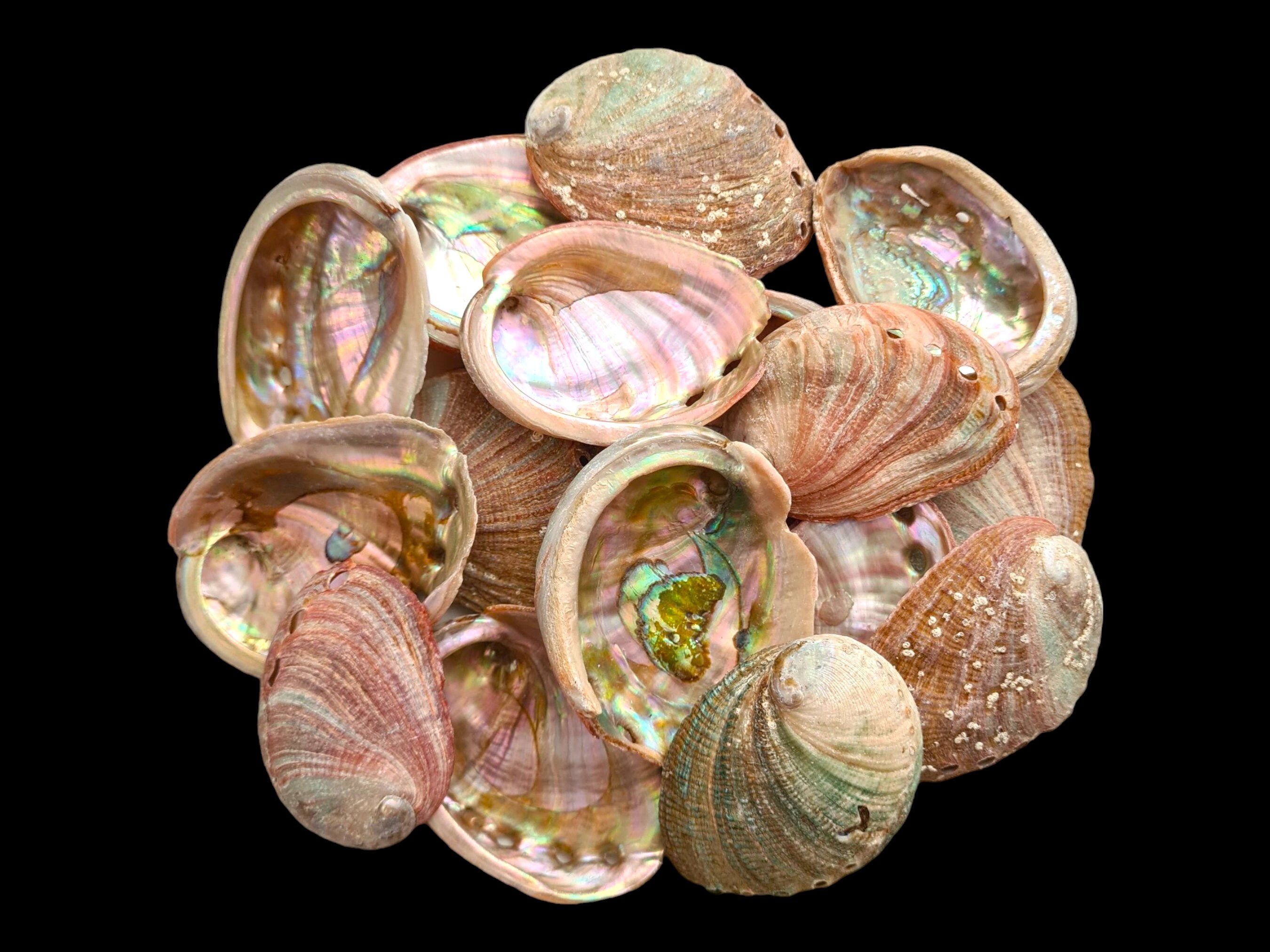 30-Piece Polished Pink Abalone Sea Shells - 4-5 Inch Beach Crafts For DIY Decor & Jewelry (JC-011)