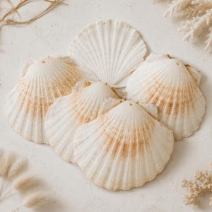 May include: A collection of five white scallop shells arranged in a cluster. Each shell features a fan-shaped design with radiating ridges and subtle tan-colored markings near the center. Each shell has a small hole drilled at the top edge.