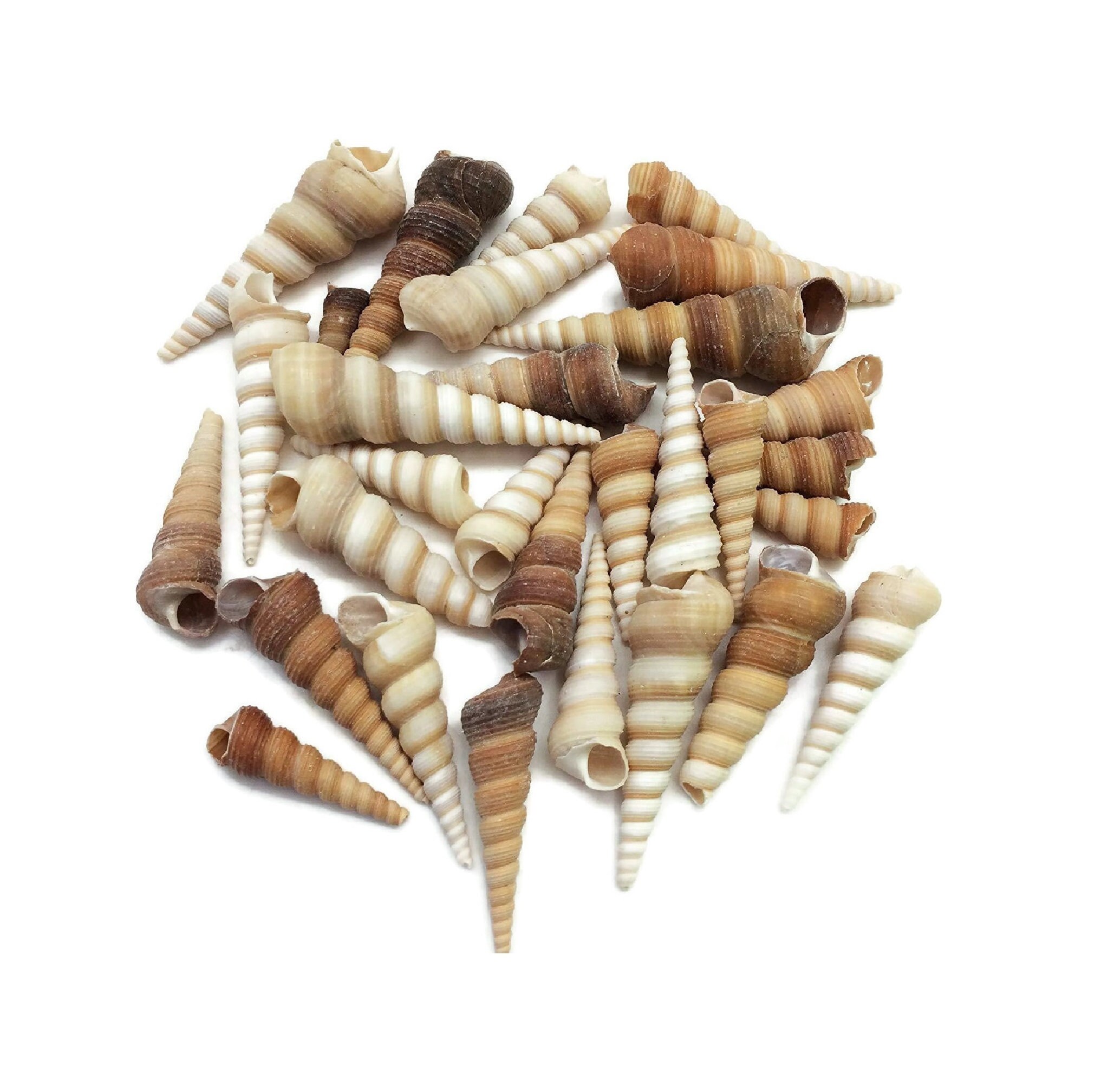 Brown Turritella Seashells (20 PC) - Screw Shells - Seashell Supply - Auger Seashells  for Crafts & Art - Coastal Home Decor - Beach Decor
