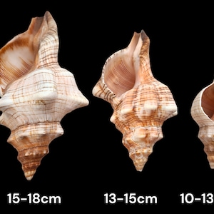 FOXHEAD Spiral Shell Fasciolaria Trapezium Big Seashell / Natural Shell Ornament / Air Plant Shell / Coastal Style Shell Decor image 3