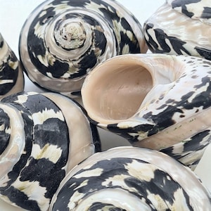 Beach Decor | Magpie Banded Shells | 3 Pcs |  Turbo Shell | Seashell Supply | Seashells | Hermit Crab Shell | Natural Shells | Beach Wedding