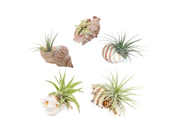 Exquisite Air Plant Holder: Seashell Planter with Natural Ocean Beauty | Coastal Home Decor | Nautical Air Plant Shell | Unique Gift
