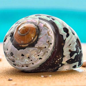 seachel⭐︎ CAPIZ SHELL LOGGERHEAD SEA TURTLE | PURPLE LEOPARD BOUTIQUE