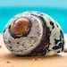 SEASHELL Rare Spiral Shell Polished Sea Shells / Turbo Sarmaticus / 3-4" / Collectable Shell /Coastal Home Accent / Big Hermit Crab Shell image 2