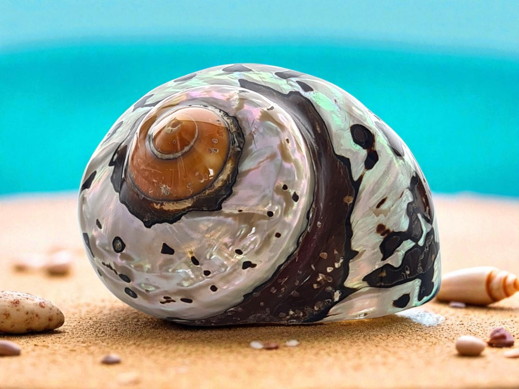 大きな螺旋状の貝殻 大きな螺旋状の貝殻