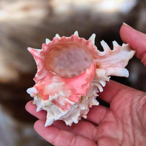 PINK MUREX CONCH Shell | 3-4" Display Seashell | Coastal Beach Home Décor | Rose Murex | Murex erythrostomus | Cabinet of Curiosities