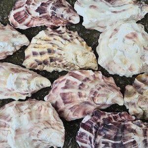 Engelse oesterschelpen | 8 - 12 cm | British Sea Oyster Shell Deeps Craft Projects | Snuisterijschaal | Bruiloftdecor schelpen in kuststijl