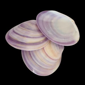 North Quahog Clam Shells | Sold in lots of 3 | Jewelry grade Purple Half Shell | Rare | Wampum Quahog Crafting Shells XL 3&quot; - 3 1/2&quot;