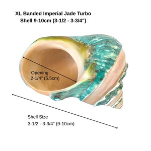 Large Green Polished Spiral Banded Jade Seashell / 2 sizes / Imperial Jade Turbo / Coastal Style Shell Decor / Hermit Crab Shell / Gift Extra Large (9-10cm)