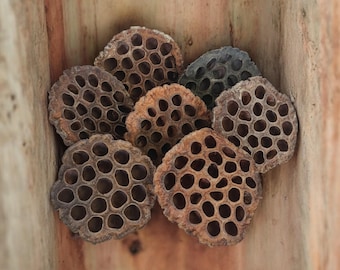 May include: A group of dried lotus pods, also known as lotus seed heads, in various shades of brown. The pods have a honeycomb-like pattern with many small holes.