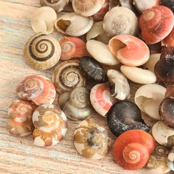 Miniature Spiral Seashells / Tiny Button Top Shells / Shells Crafts / Beach  Wedding Confetti / Natural Shells / Spiral Mini Small Sea Shells 