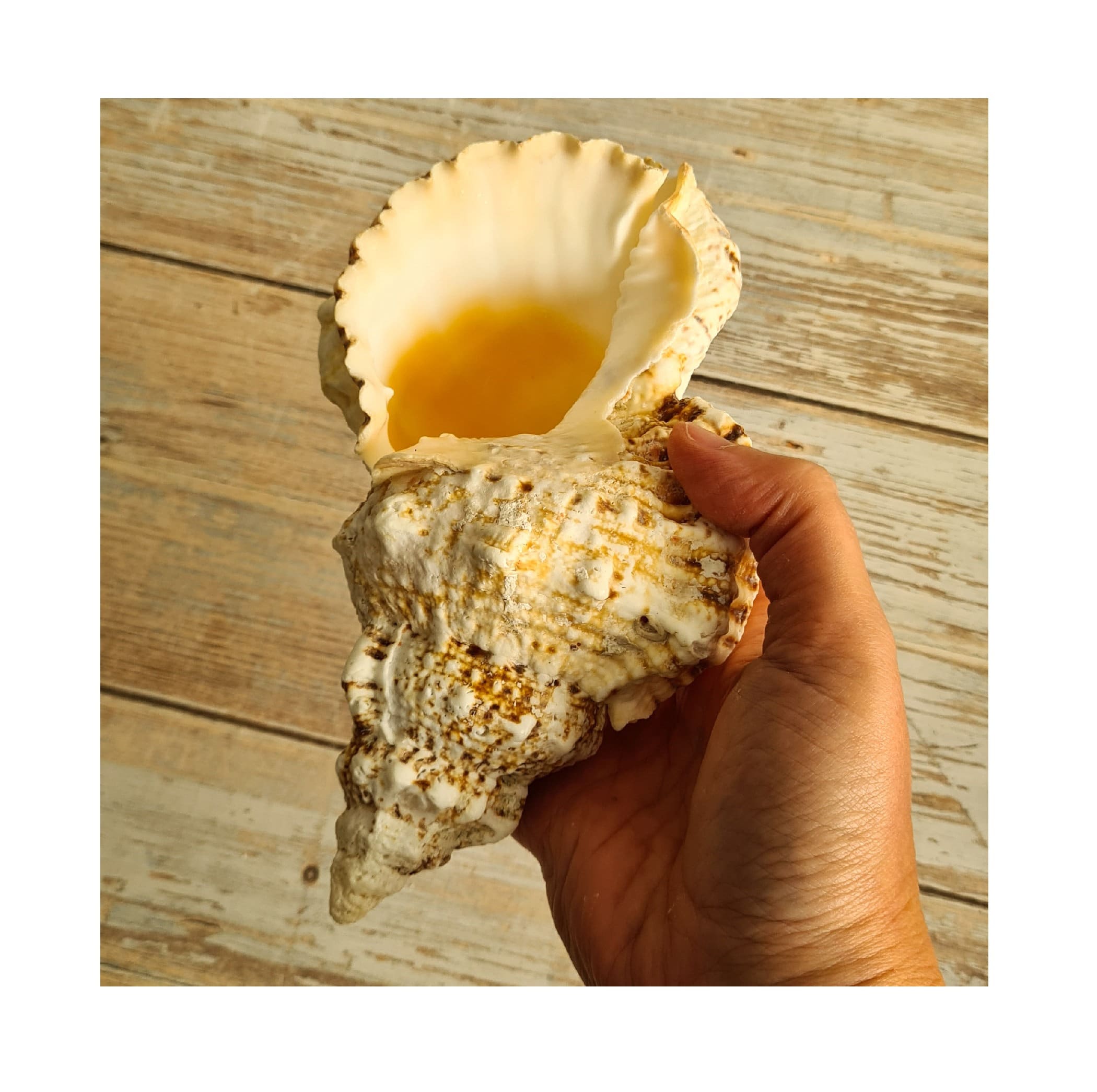 Labooboo Sea Shell Large Vintage Natural Sea Shell | Tutufa Bobo Shell | 6-7 Inch (15-20 ...