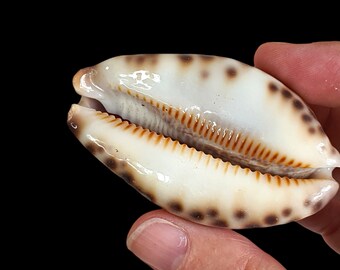 タカラガイ、貝殻 楽天市場】タカラガイ 貝殻の通販