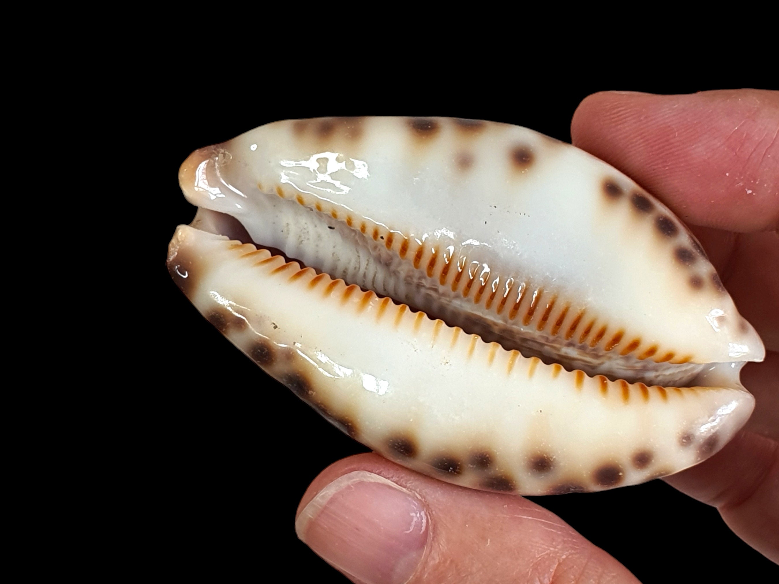 ハーレクインタカラガイの貝殻 - 磨かれたタカラガイの貝殻