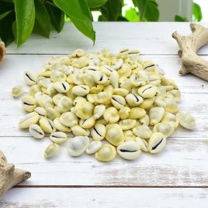 Cypraea Moneta | Money Sea Shells | Polished Cowries | Small Yellow Shells|  1.5-2 cm | Shell Crafts Jewelry | Wholesale Bulk Shell Supplies