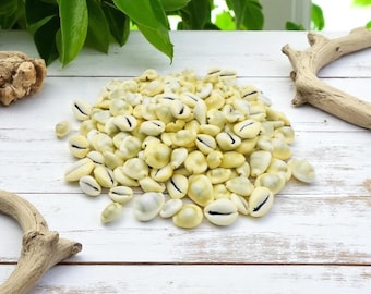 貝殻　タカラガイ タカラガイ - Wikipedia