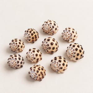 May include: A collection of ten small, rounded sea shells, each featuring a cream-colored base with a pattern of dark brown, raised spots. Each shell has a visible, centered opening at the top, indicating they are prepared for use as beads.