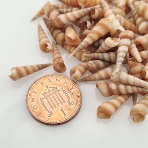 Tiny Micro Turritella Natural Screw Shells / Miniature Spiral Pointed Shell / Shell Supply / Shell Craft / Jewelry Shells / Resin Art Shell