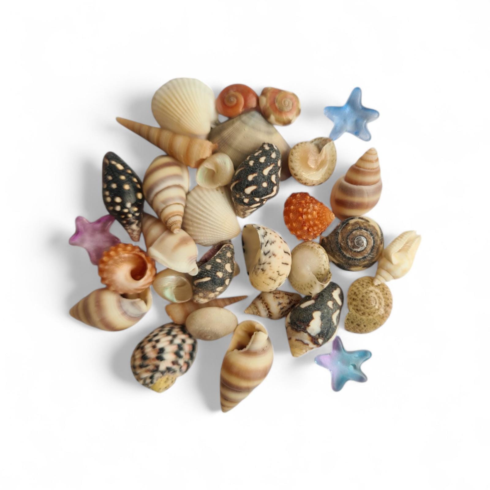 Small Single Shells Natural Tiny Mixed Seashells + Tiny Glass Starfish / Mini Beach Shells ...